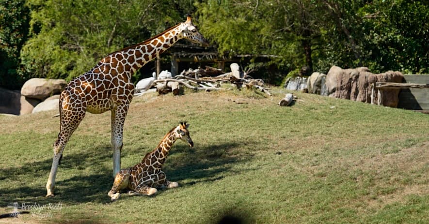 Preview from Fort Worth Zoo Oct 2026
