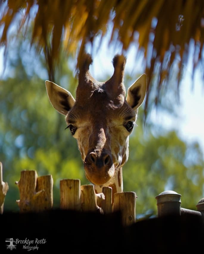 Preview from Fort Worth Zoo Oct 2026