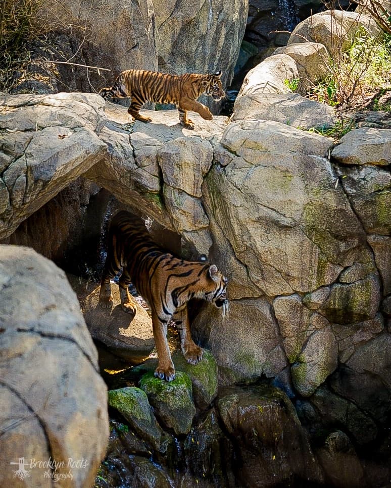Preview from Fort Worth Zoo Oct 2026