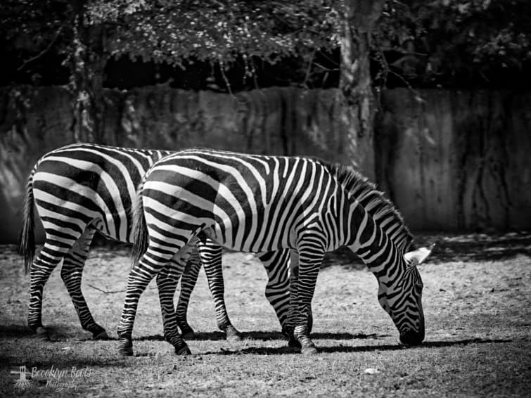 Preview from Fort Worth Zoo Oct 2026
