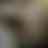 Preview from Fort Worth Zoo Oct 2026