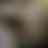 Preview from Fort Worth Zoo Oct 2026