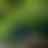 Preview from Fort Worth Zoo Oct 2026